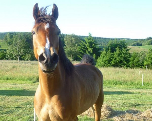 dressage horse Tara Bianca (unknown, 2003, from Unbekannt)