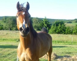 dressage horse Tara Bianca (Rhinelander, 2003, from Unbekannt)