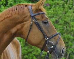 broodmare Scarlett E (Swiss Warmblood, 2010, from Stakkato)