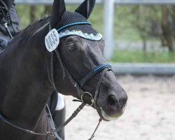 dressage horse Don Primus 4 (Bavarian, 2005, from Del Mondo)