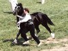 stallion Synod Rascal (Welsh-Cob (Sek. C), 1981, from Parc Dafydd)
