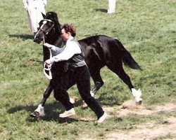 Deckhengst Synod Rascal (Welsh-Cob (Sek. C), 1981, von Parc Dafydd)