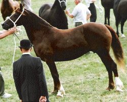 Zuchtstute Pennal Lady Model (Welsh-Cob (Sek. D), 1982, von Parc Dafydd)