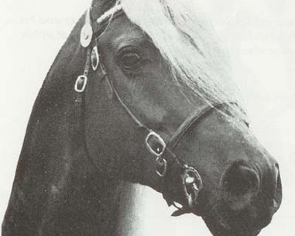 stallion Parc Commando (Welsh-Cob (Sek. D), 1967, from Parc Dafydd)