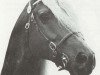 stallion Parc Commando (Welsh-Cob (Sek. D), 1967, from Parc Dafydd)