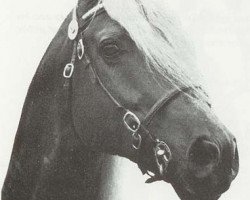 Deckhengst Parc Commando (Welsh-Cob (Sek. D), 1967, von Parc Dafydd)