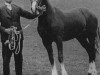 stallion Oakhatch Cymydog Da (Welsh-Cob (Sek. D), 1972, from Parc Dafydd)