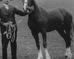 stallion Oakhatch Cymydog Da (Welsh-Cob (Sek. D), 1972, from Parc Dafydd)