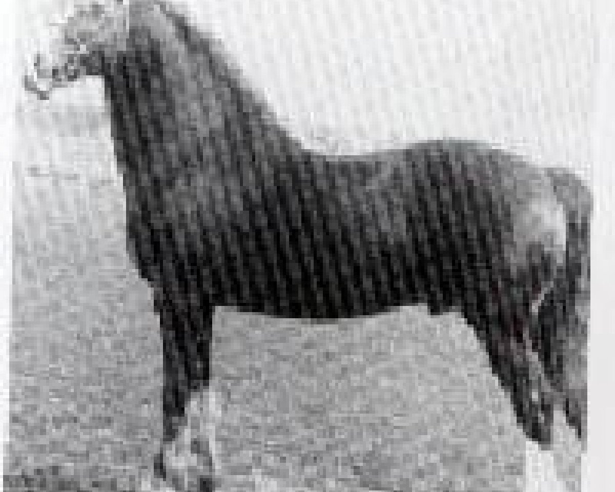 stallion Capston Comet (Welsh-Cob (Sek. D), 1967, from Parc Dafydd)