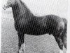 stallion Capston Comet (Welsh-Cob (Sek. D), 1967, from Parc Dafydd)