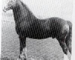 Deckhengst Capston Comet (Welsh-Cob (Sek. D), 1967, von Parc Dafydd)