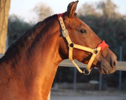 broodmare Faraona CCCXLVI (Pura Raza Espanola (PRE), 2011, from Mito VI)