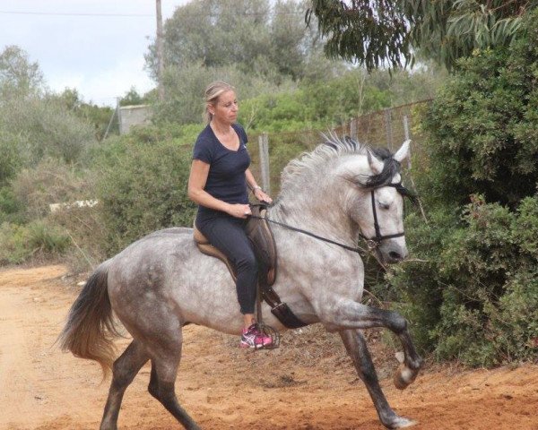 horse RED BULL (Pura Raza Espanola (PRE), 2008)