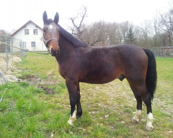 horse Filou (Heavy Warmblood, 2014)