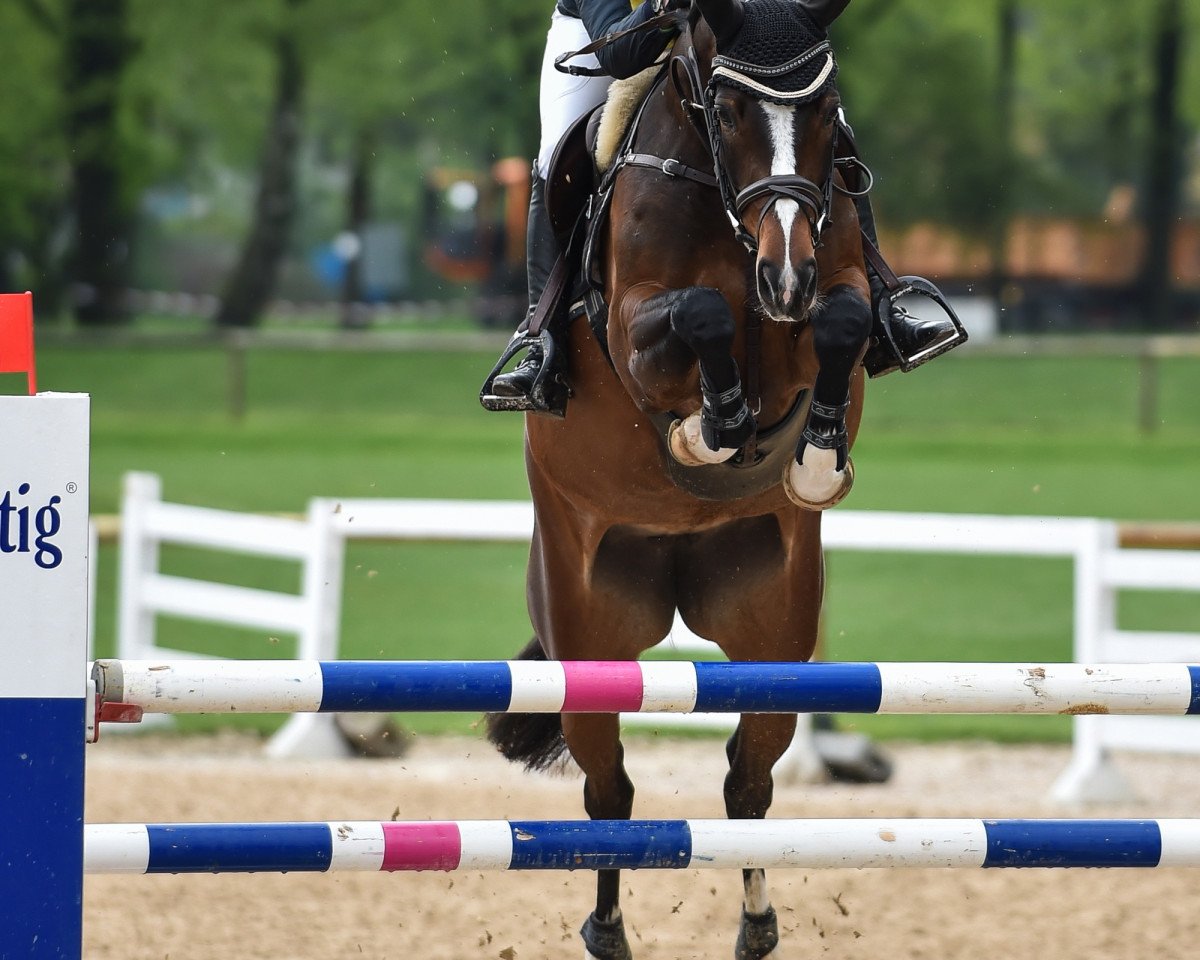 jumper Divinee (Westphalian, 2009, from Diarado)