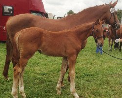 horse Casitto T (Hanoverian, 2015, from Concetto)