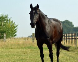 horse Pepe 185 (German Riding Pony, 2002, from Piccolo)