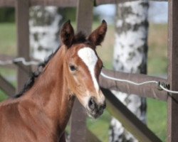 dressage horse Belino H (Rhinelander, 2013, from Callaho's Benicio)