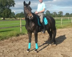 dressage horse Faustinus F (Rhinelander, 2011, from Feedback 16)