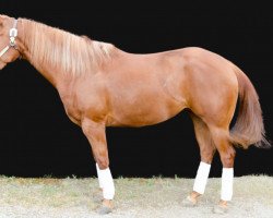 broodmare Chex the Hex (Quarter Horse, 2010, from Chex Enterprise)