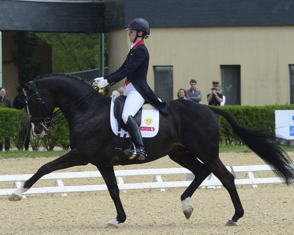 stallion Uthopia (Dutch Warmblood, 2001, from Métall)