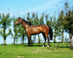 Springpferd Quimera M (Holsteiner, 2008, von Queens Darling)