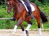 horse Falstaff (Austrian Warmblood, 2005, from Florestano)