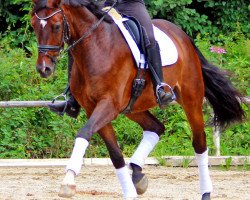 horse Falstaff (Austrian Warmblood, 2005, from Florestano)