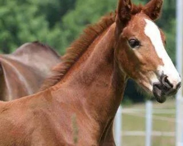 stallion Picasso (Oldenburg, 2014, from Chap II)