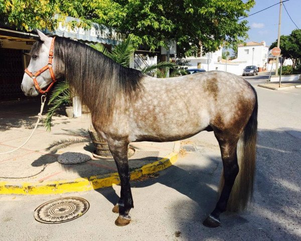 horse THOR (Pura Raza Espanola (PRE), 2010)