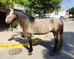 Pferd Thor (Pura Raza Espanola (PRE), 2010)