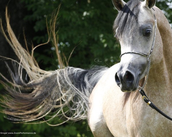 Deckhengst Mouammar ox (Vollblutaraber, 2011, von Gazwan Al Nasser ox)