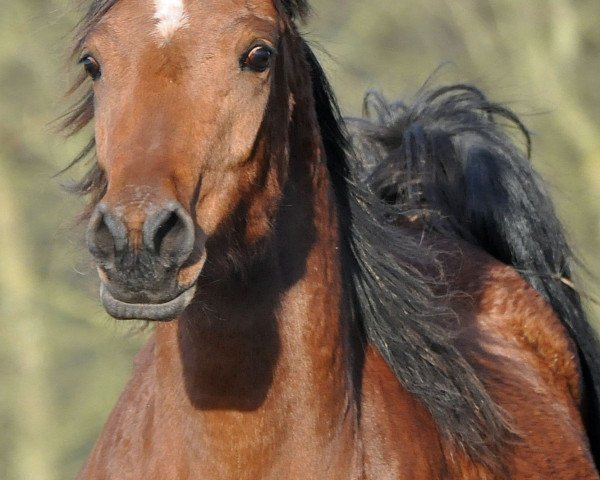 broodmare Meranika (Arabian thoroughbred, 2012, from Aranik Kossack ox)