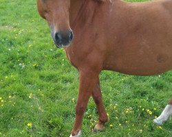 dressage horse Lorraine (German Riding Pony, 2001, from Steehorst Maestro)