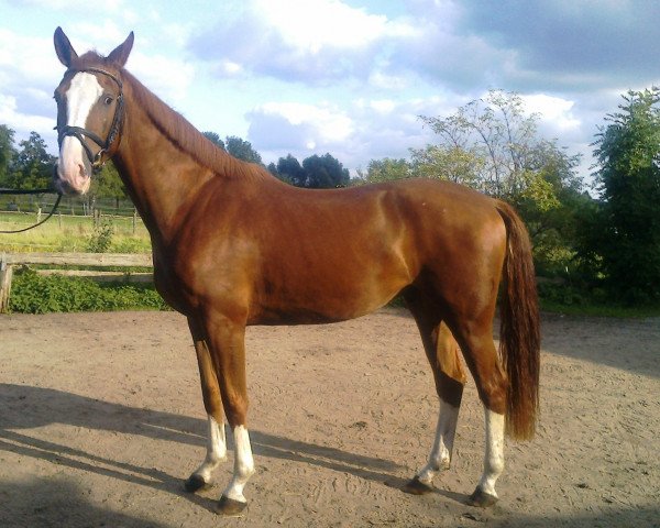 dressage horse Eltino (Hanoverian, 2012, from Edward 28)