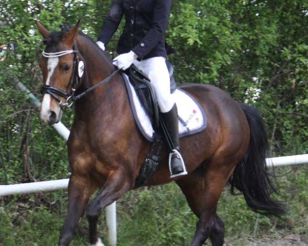 jumper Magic Girl 16 (German Riding Pony, 2008, from Lajunen)