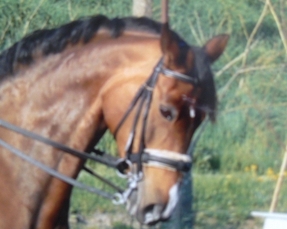 broodmare Agrippina (Hanoverian, 1994, from Argentinus)