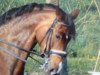 broodmare Agrippina (Hanoverian, 1994, from Argentinus)