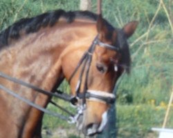 broodmare Agrippina (Hanoverian, 1994, from Argentinus)