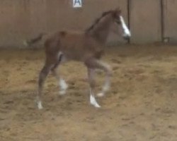 broodmare Anima 27 (Oldenburg show jumper, 2013, from Action-Breaker)