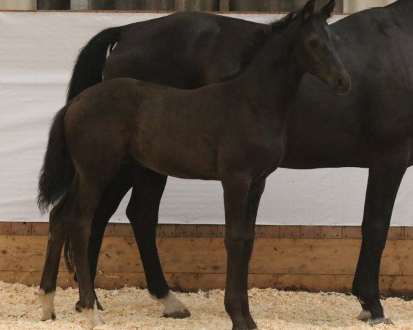 dressage horse Freshman (Oldenburg, 2015, from Franklin)