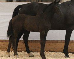 dressage horse Freshman (Oldenburg, 2015, from Franklin)