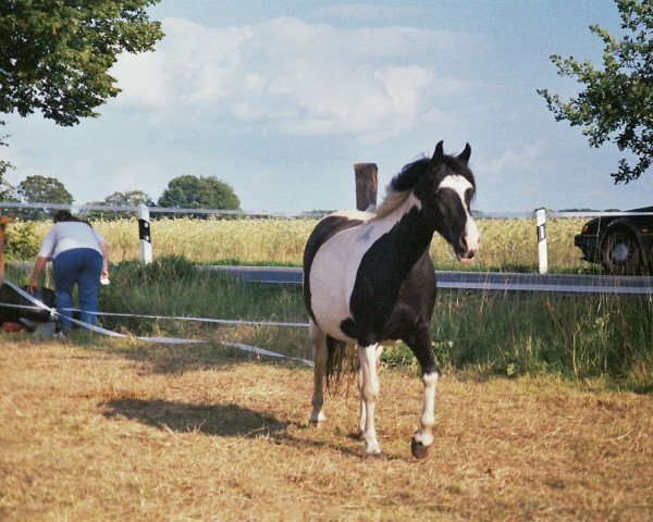 broodmare Enjoy S (German Warmblood,  , from El Lamor)