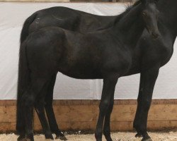 stallion Export (Oldenburg, 2015, from Enzo Ferrari)