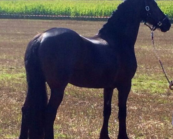 dressage horse Jelske W (Friese, 2003)