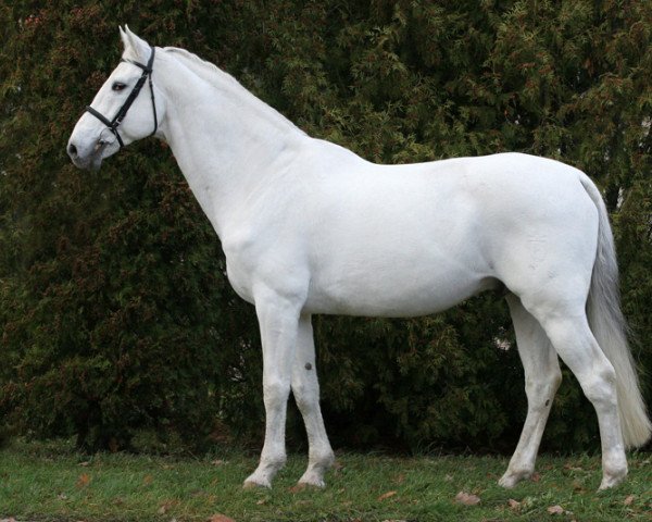 stallion Centuryo (Holsteiner, 1991, from Capitol I)