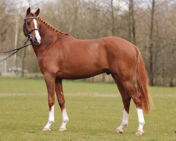 stallion Heidehof's Don Diego (Nederlands Welsh Ridepony, 2005, from Morgenland's Fabian)