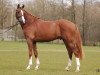 stallion Heidehof's Don Diego (Nederlands Welsh Ridepony, 2005, from Morgenland's Fabian)