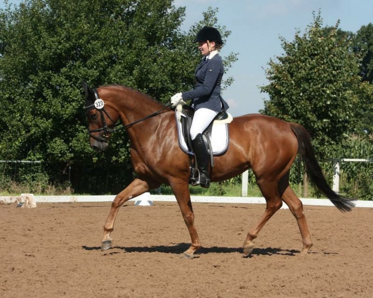 Dressurpferd Franziska 224 (Westfale, 2010, von Fleury)