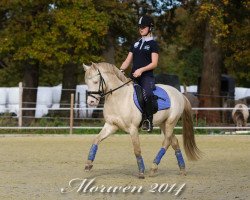 stallion Centauro's Midas (German Riding Pony, 2006, from Ald Feart's Marko)